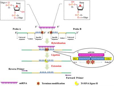 Establishment and Application of Ligation Reaction-Based Method for Quantifying MicroR-156b